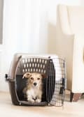 Miniatyrbild 3 av 4: Petmate Kennel - 598521 - 2-dörrars topplast kattkennel, 19"