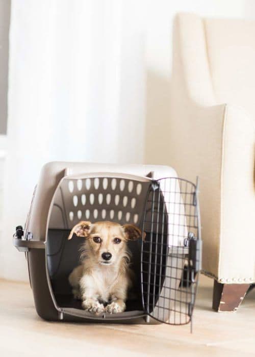 Petmate Kennel - 598521 - 2-dörrars topplast kattkennel, 19"