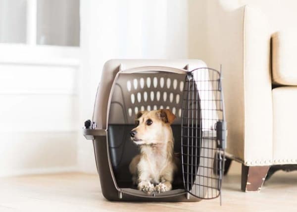 Petmate Kennel - 598521 - 2-dörrars topplast kattkennel, 19"