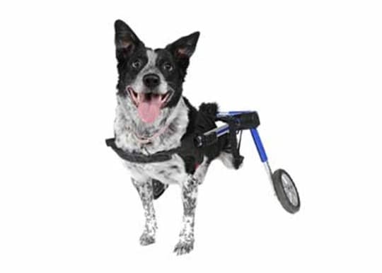 Rullestol Hund Lille Blå