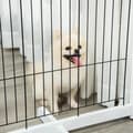 Pikkukuva 4 / 4: Rootz Pet Gate - Puinen portti - Koiraportti - Turvaportti - Valkoinen - 305 x 35,5 x 82 cm