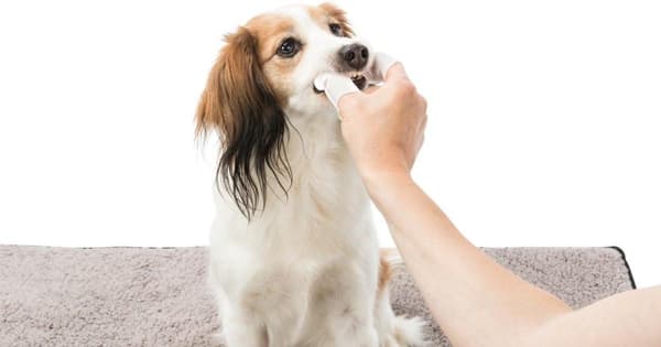 TRIXIE Dental-Care Hampaiden puhdistuspyyhkeet - 50 kpl.