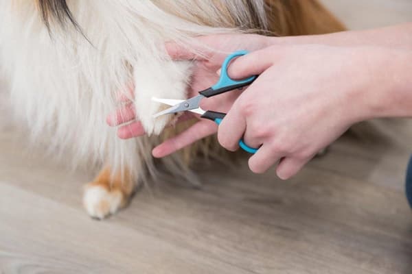 TRIXIE 2360 lemmikkieläinten hoitosakset Musta, Harmaa, Ruostumaton teräs Ambidextrous Universal