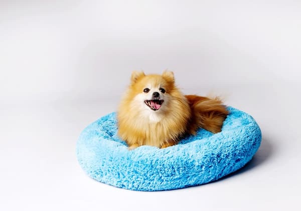 GO GIFT Shaggy blue M - lemmikkipeti - 57 x 57 x 10 cm