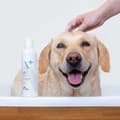 Miniatyrbild 3 av 3: VET EXPERT Hypoallergeniskt schampo - schampo för hundar och katter - 250ml