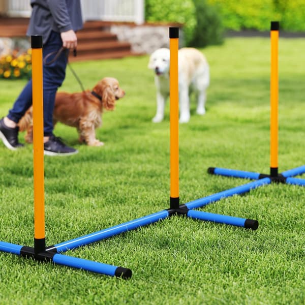 Hund Agility Set, Agility Set, 93x72x92 cm, Orange och Blå
