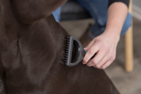 Trixie Universal strigle til hunde 7 x 18 cm