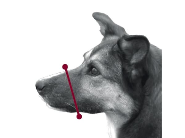 Trixie Nylon-Mundkurvstrop, str. 3