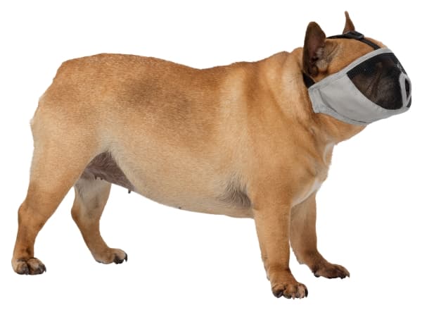 Trixie Muzzle for short-nosed breeds, polyester, S-M: 31 cm, grey