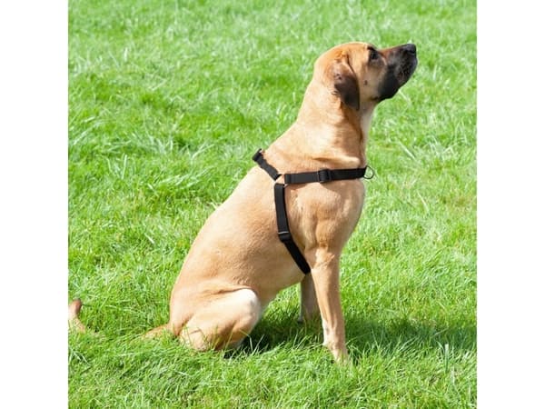 Dingo Easy Walk-sele för dragande hundar 95-125 cm sort