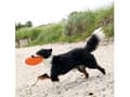 Miniatyrbilde 5 av 5: Trixie Dog Disc, thermoplastik gummi (TPR), ø 22 cm, ass. farver