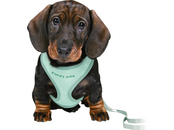 Trixie Junior puppy soft sele m. line, 26–34 cm/10 mm, 2 m, mint