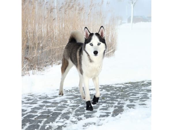 Trixie Walker Active hundesko, XL, 2 stk