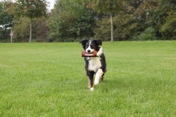 Trixie Dog Activity Preydummy, brun, ø 7 cm/18