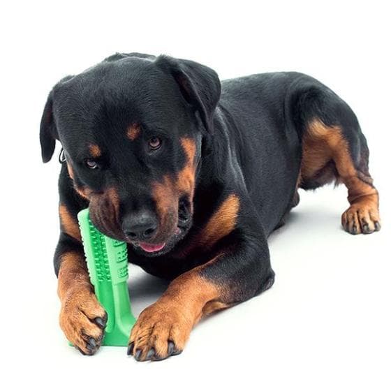 Doggystick - the smart toothbrush for dogs