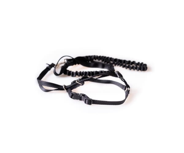 Cat harness & leash Medium