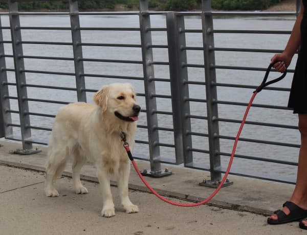 KONG Rope slip leash One Size Red