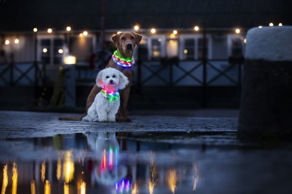 Dogman Blinkhalsband Led Turkos 20-65cm