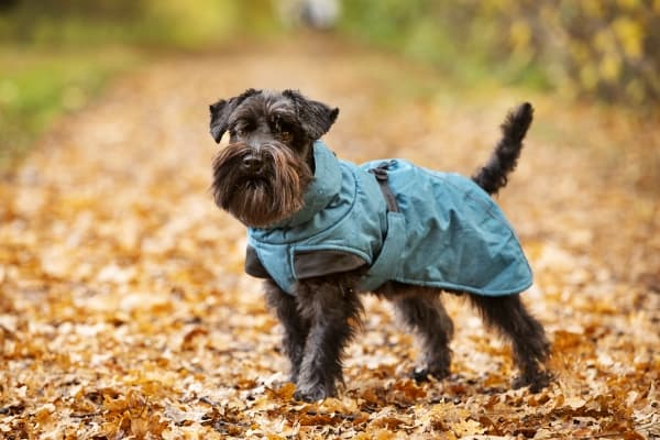 DOGMAN Vinterdekken Pom tur 50