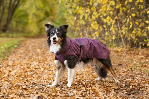 DOGMAN Vinterdekken Pom bur 50