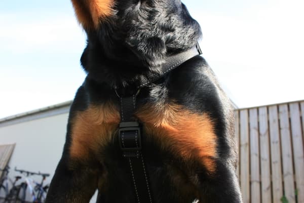 DOGMAN H-sele Iris sort 10mm