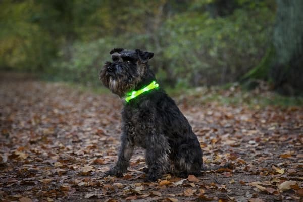 DOGMAN LED-ring silikon rosa 20-65cm