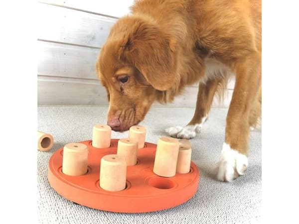 Dog Smart Composite
