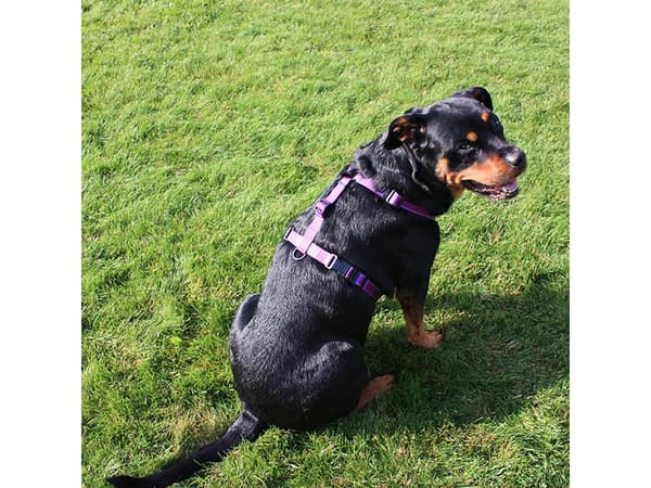 DOGMAN H-sele Iris lila 10mm