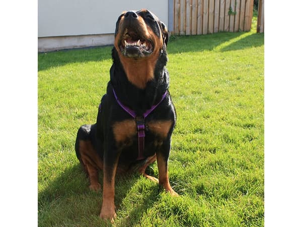 DOGMAN H-sele Iris lila 10mm
