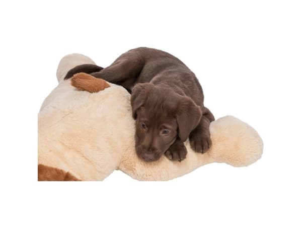 TRIXIE Benny, Hund, Plysj, Beige, Brun, Plysj, 750 mm