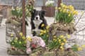 Miniatyrbild 3 av 3: Trixie Kanin, plys, 47 cm