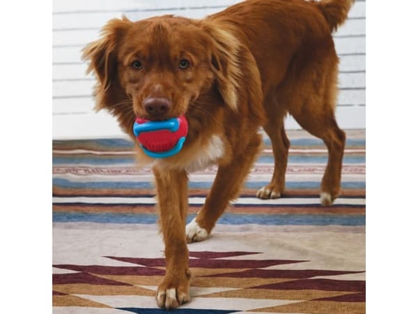 Kong Jaxx Brights Ball Dog Toy 6,5cm