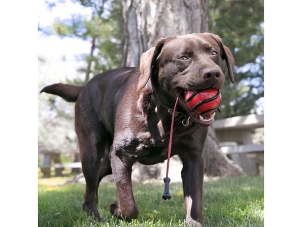 KONG Wavz Bunjiball 49cm