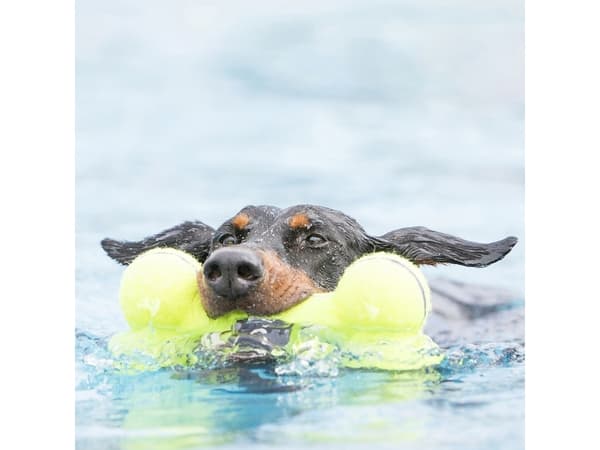 KONG Lelut AirDog Luu