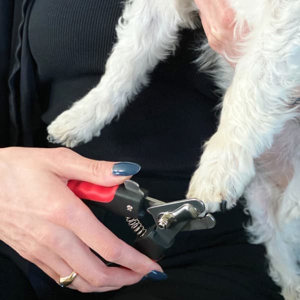 Praktisk uppsättning saxar i rostfritt stål för hundklor, nagelfil för grooming av medelstora och stora hundar