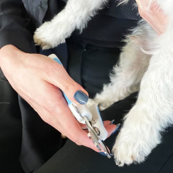 Praktisk uppsättning saxar i rostfritt stål för hundklor, nagelfil för grooming av medelstora och stora hundar