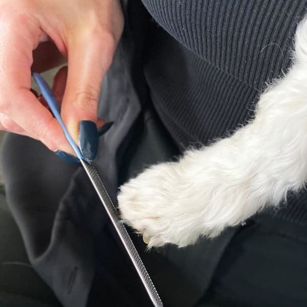 Praktisk uppsättning saxar i rostfritt stål för hundklor, nagelfil för grooming av medelstora och stora hundar