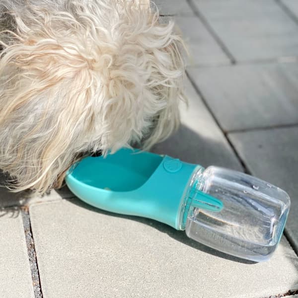 Bärbar vattenflaska i plast för hundar med 350 ml fyllnadskapacitet - För långa promenader, vandringar och resor