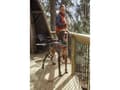 Miniatyrbilde 3 av 5: Hurtta Casual Y-harness ECO, 45-55 cm, cinnamon