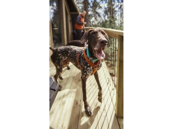 Hurtta Casual Y-harness ECO, 45-55 cm, cinnamon