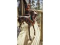 Miniatyrbilde 4 av 5: Hurtta Casual Y-harness ECO, 45-55 cm, cinnamon