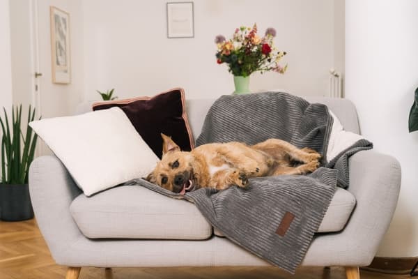 Fantail Homey Shade Grey Blanket 120cm L