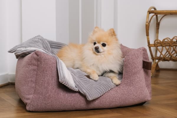 Fantail Homey Dim Grey Blanket 95cm M