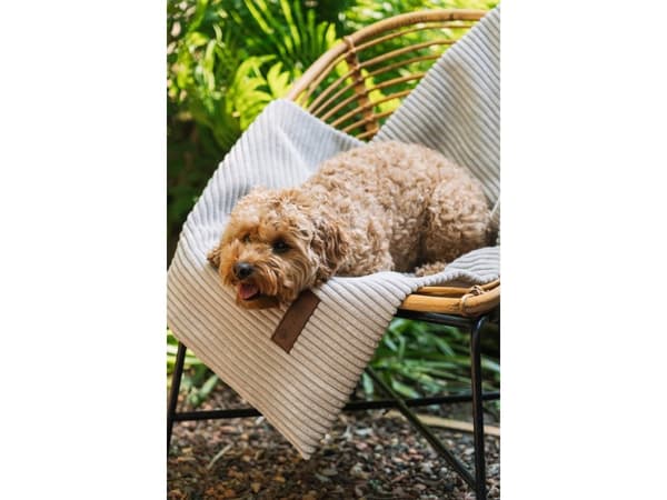 Fantail Homey Pale Grey Blanket 95cm M