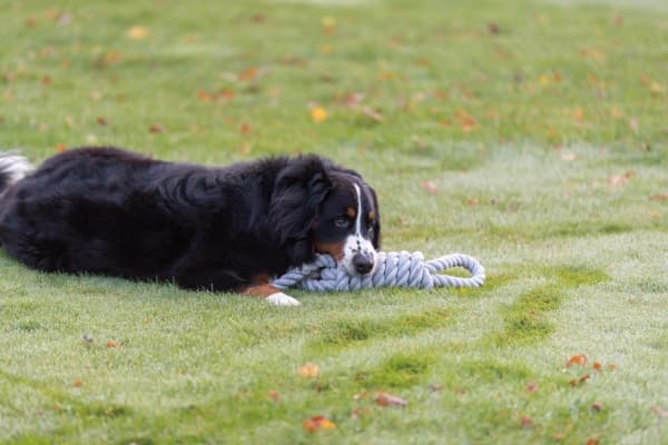 Trixie Rope, 65 cm