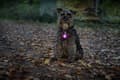 Miniatyrbilde 4 av 4: Dogman Blinklampa Burger Led Rosa 3cm