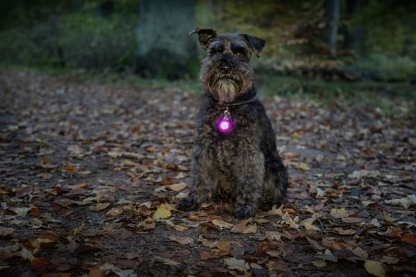 Dogman Blinklampa Burger Led Rosa 3cm