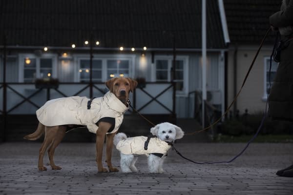 Dogman Ralf Light Reflective Coat 60cm