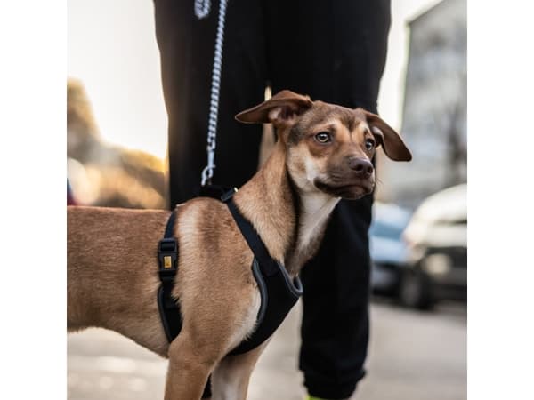 DINGO Anti-paine - hundesele - 39-51 cm