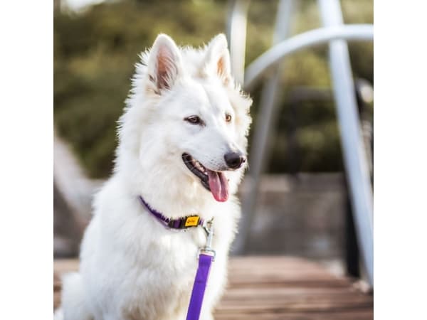 DINGO Energy violetti - koiran kaulapanta - 20-32 cm